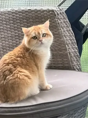 wunderschöner Deckkater 