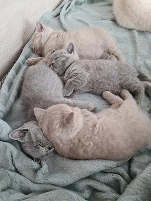 BKH Kitten