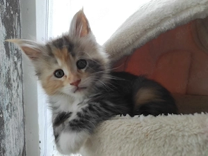 hübsches Maine Coon Mädchen 