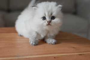 BLH kater choco kitte männlich bkh