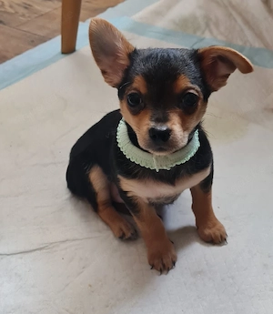 Liebevolle Yorkshire-Terrier-Mix Welpen suchen ein neues Zuhause   