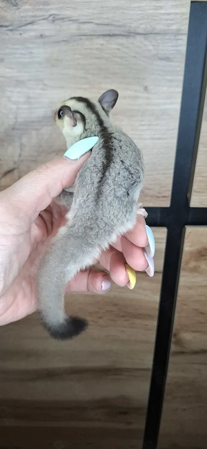 Whiteface Weiblich sugar glider