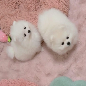 Pomeranian-Welpen verfügbar