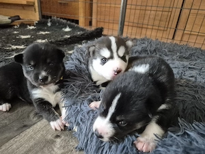 Typvolle Siberian Husky Welpen