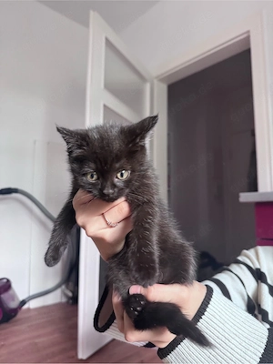 BKH Mischkatzen 