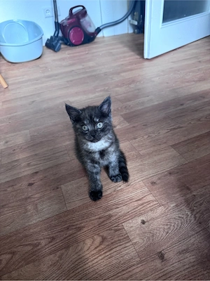 Wunderschöne BKH-Katze sucht ein liebevolles Zuhause