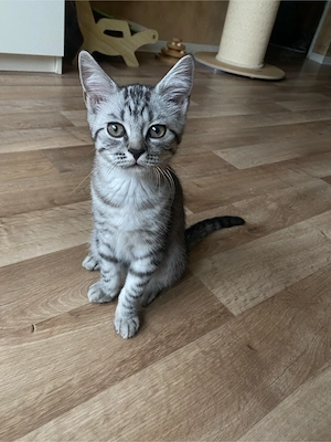 BHK Kitten