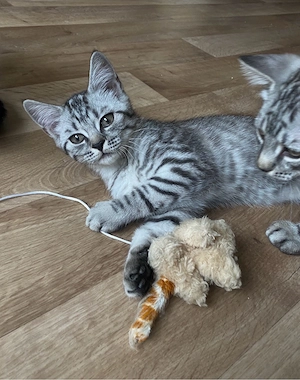 BKH Kitten