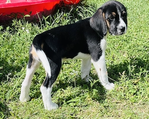 Beagle Welpen aus liebevoller Familienaufzucht - geimpft & gechippt.