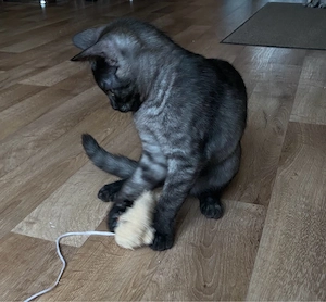 BKH Kitten