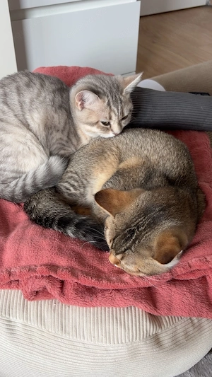 BKH Kitten zu verkaufen (suchen dringend ein Zuhause!) 