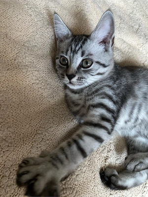 BKH Kitten