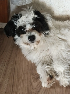 Sammy such neues zuhause