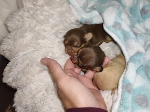 Chihuahua(mini) 
