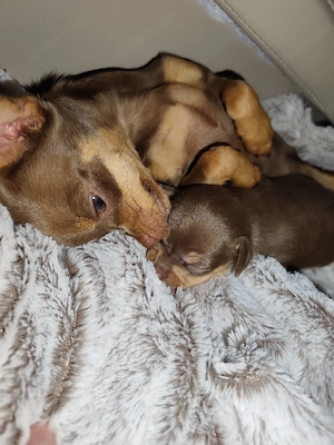 Chihuahua mini 