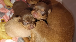 Mini Chihuahua Rüde 
