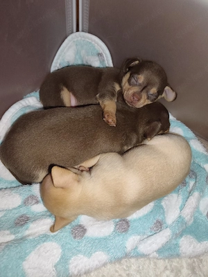 Chihuahua Rüde 
