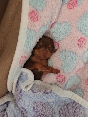 Chihuahua Rüde 