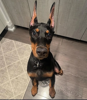 Typvolle Dobermann Welpen!!