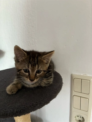 2 Schöne kleine Katze 