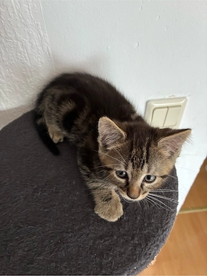 Schöne kleine Katze. 8 Wochen alt suche neue Haus