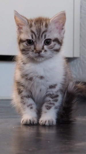 Zuckersüße Katzenbabys suchen ihr Für-Immer-Zuhause! ?