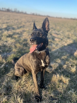 Schwungvolle Traumhündin Luna (1 Jahr, Schäferhund-OEB-Mix) sucht ihr neues Körbchen mit Hof!