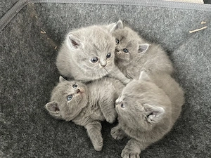 Britisch Kurzhaar Kitten