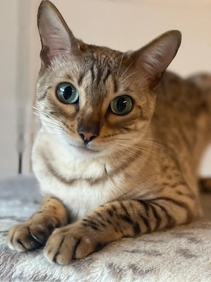 Bengalkatze Bengal Katze reinrassig 