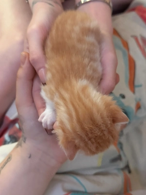 Babykatzen 