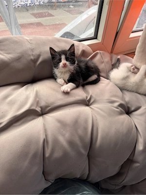 Katzenbabys 