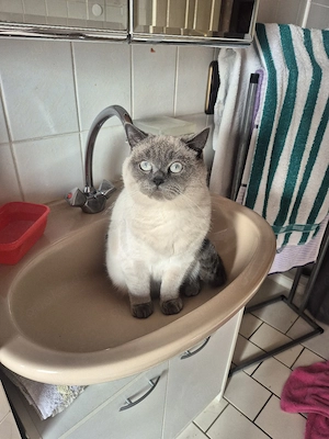 BKH Kater deckt
