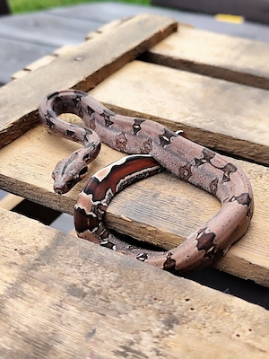 Boa constrictor constrictor Guyana F2 