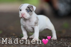  ABKC Standard Bully Welpen zu verkaufen 