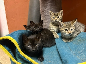 9 wochen alte Katzen Babys 