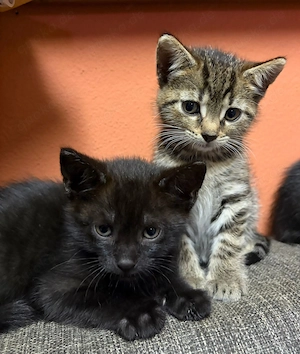 Zuckersüße Kitten (11 Wochen) suchen ein liebevolles Zuhause! 