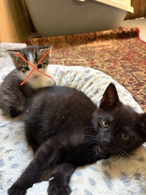 Katzen Babys  9 Wochen alt 