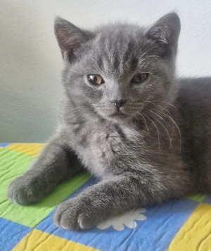 Süße reinrassige BKH Kitten 