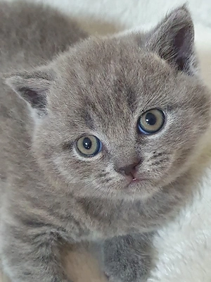 Excelente Reinrassige mit Stammbaum BKH Kitten vom Züchter 