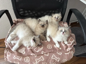 Wundervolle Heilige Birma-Ragdoll Kitten suchen ihr Für-Immer-Zuhause ab Juli 2026