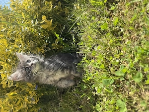 Maine Coon Karter sucht Zuhause auf Lebenszeit
