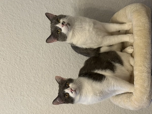 Bkh-Mix Katzen 