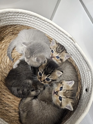Wunderschöne  Bkh Kitten zu verkaufen . 