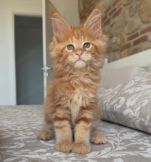 Wunderschöne Maine-Coon-Kätzchen (männlich und weiblich)