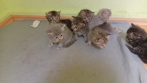 Bkh   perser maine coon kitten