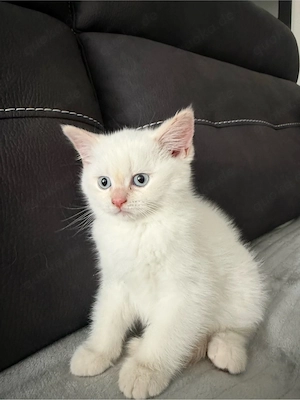kitten zur verkaufen 
