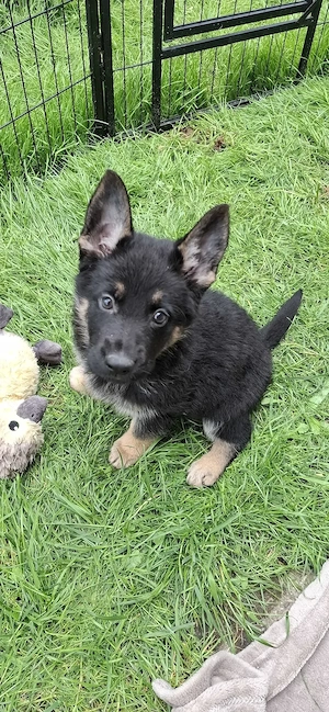 Deutsche Schäferhundwelpen aus VDH Zucht 
