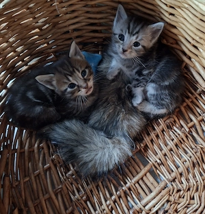 Zuckersüße BKH Kitten suchen Ihr Traumzuhause