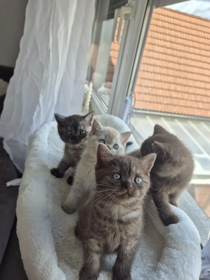 Bkh kitten noch 4 zuhaben!