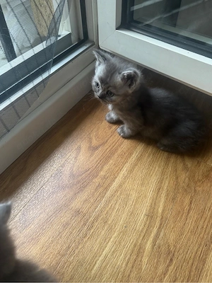 Kitten abzugeben 